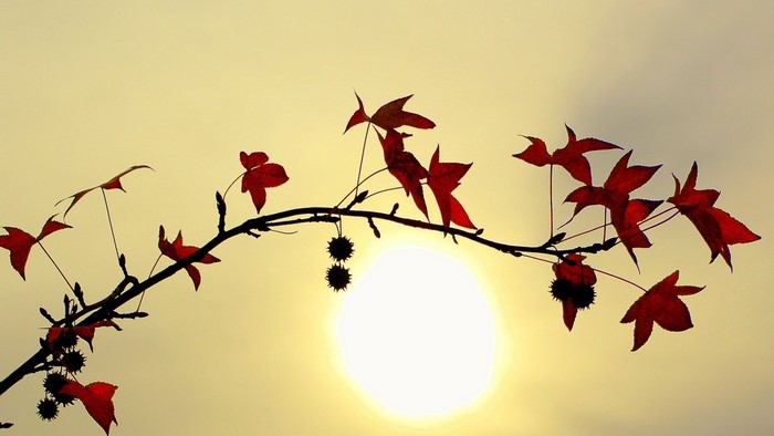 Red Maple Leaves and Seed Pods Silhouetted Against Sun