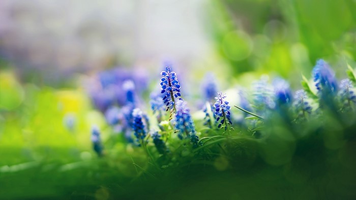 Blue Muscari Flowers in Green Grass