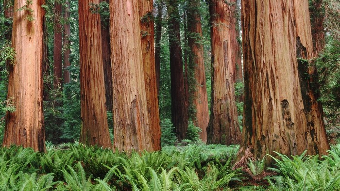 Giant Redwoods Forest with Ferns