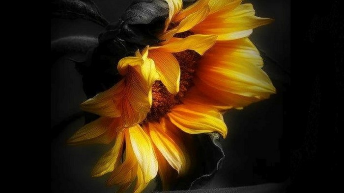 Selective Color Sunflower
