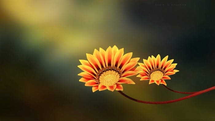 Two Orange and Yellow Flowers on a Branch