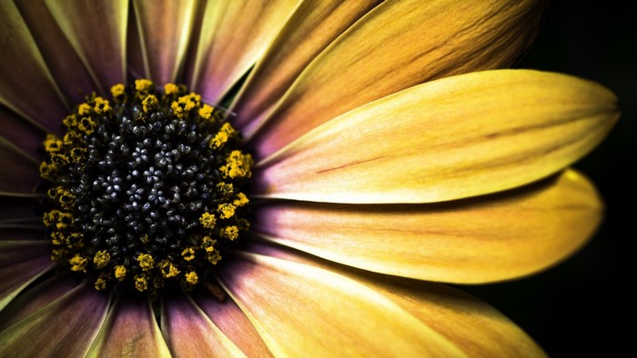 Golden Shasta Daisy Flower Close-up