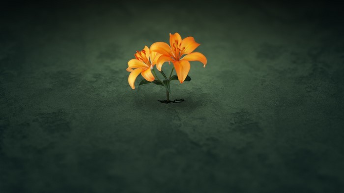 Two orange lilies growing from a dark surface