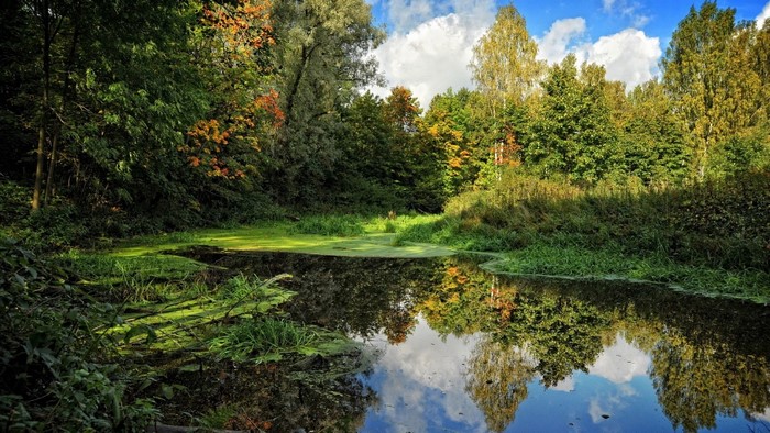 A tranquil pond reflects trees in a park