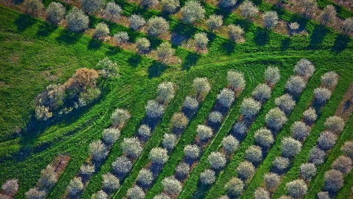 Aerial view of an orchard with rows of blooming trees