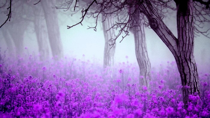 Misty forest with purple flowers and trees