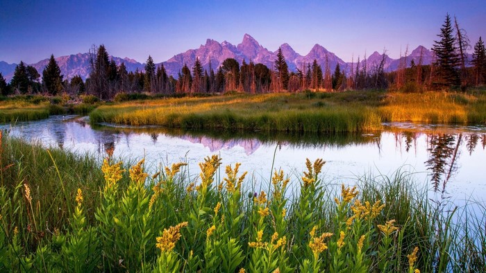 Grand Teton National Park at sunrise with wildflowers