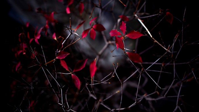 Red leaves on branches at night