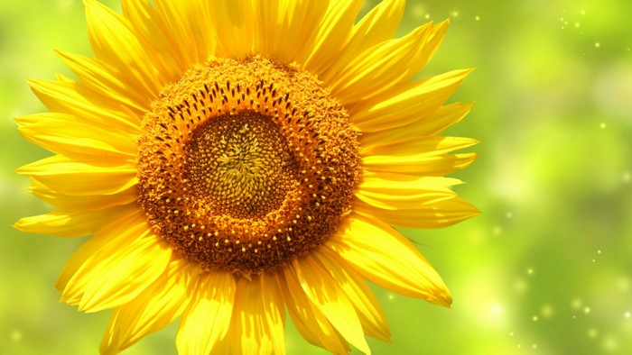 Sunflower with Bokeh Background