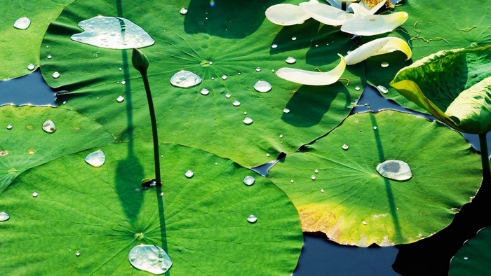 Water droplets on lotus leaves in Yuanmingyuan