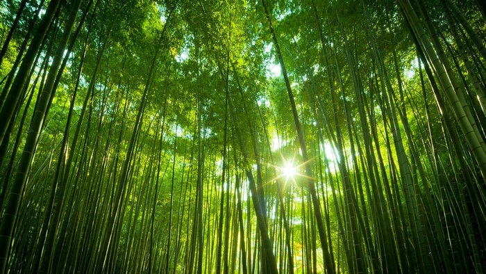 Sunlight shining through a dense bamboo forest