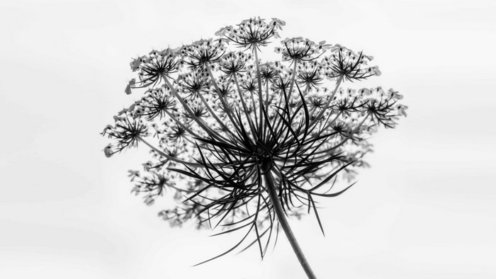 Monochrome plant with delicate flowers