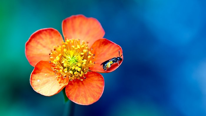 Orange flower with bee and pollen