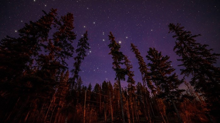 Tall evergreen trees against a starry night sky