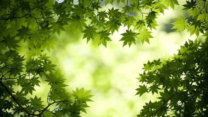 Green Maple Leaves on Branches
