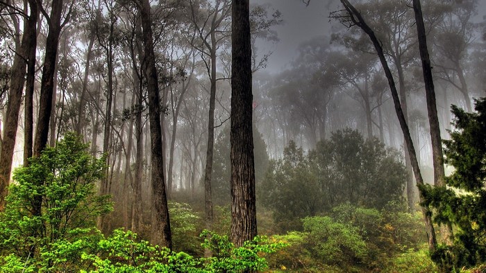 Misty Forest with Tall Trees