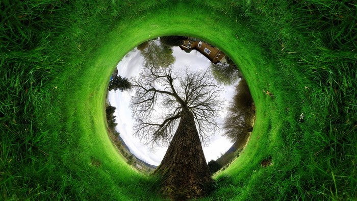 Green grass landscape with a large tree and house