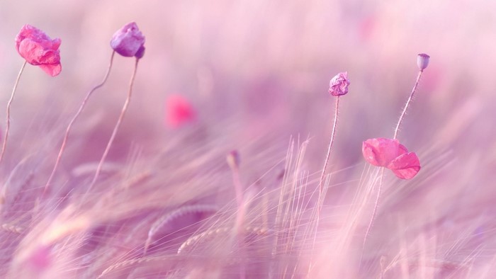 Pink and purple poppies in a field