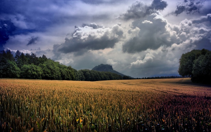 Wheat field with trees and a mountain under a cloudy sky