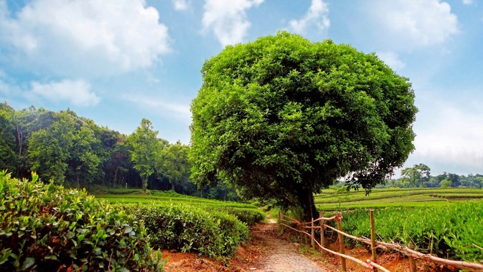 Tea Plantation with a Large Tree