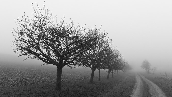 Monochrome foggy tree-lined road