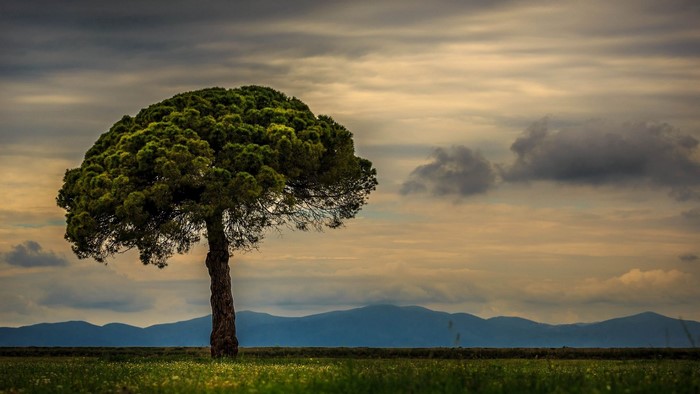 Lonely tree in a field with mountains