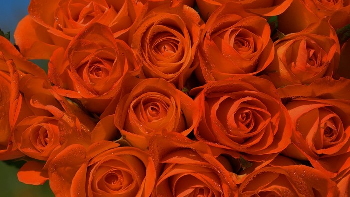 Close-up of orange roses with water droplets