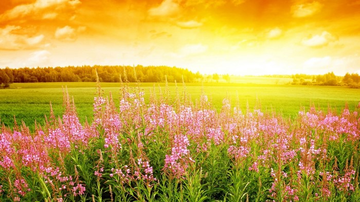 Golden Summer Field with Pink Flowers