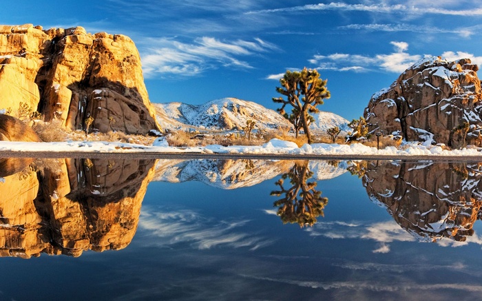 Joshua Tree National Park with Snow and Reflection