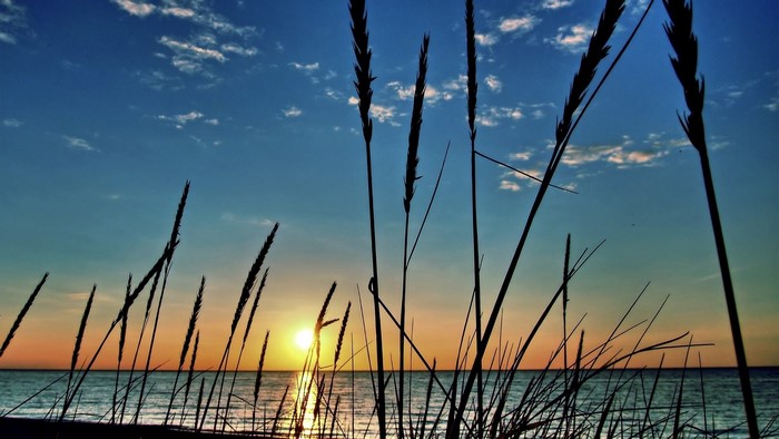 Beach Grass Silhouettes at Sunrise