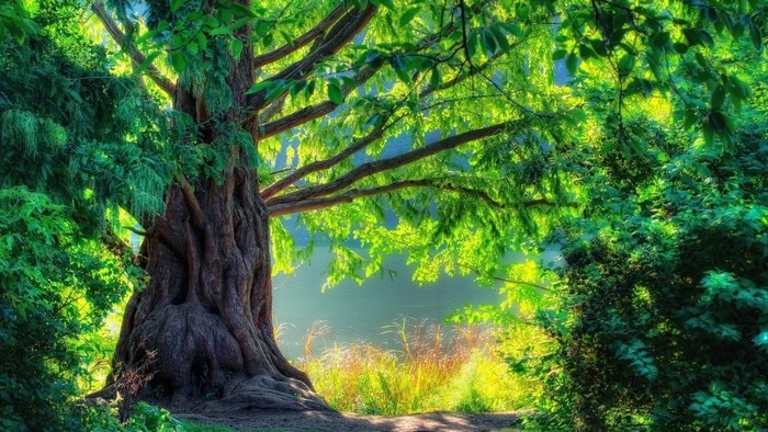 Large tree with green leaves in a forest