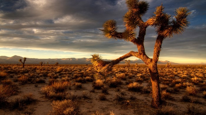 Joshua Tree Desert Landscape at Sunset