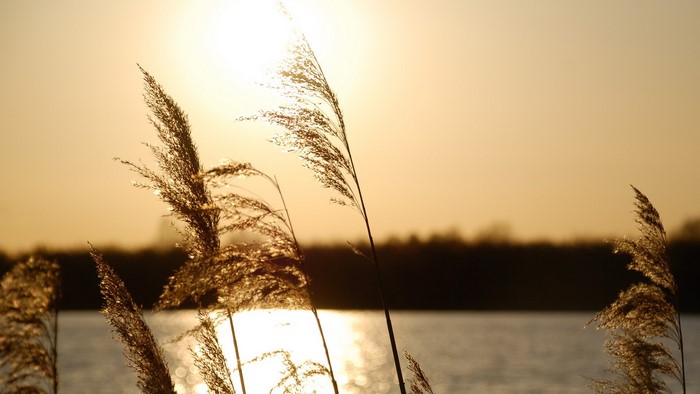 Golden Wheat Field at Sunset