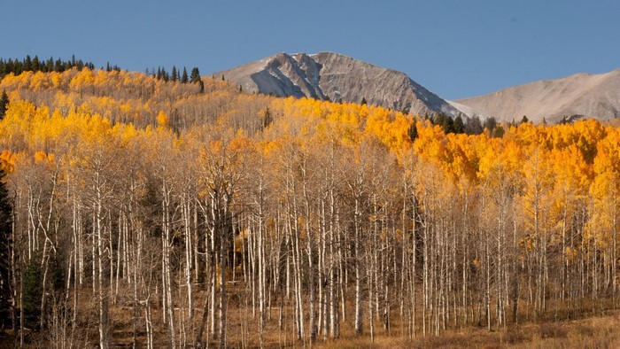 Aspen trees in autumn with Mount Sopris in Colorado