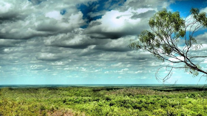 Daintree Rainforest Landscape