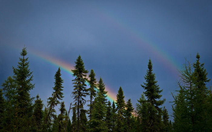 Double rainbow over evergreen trees