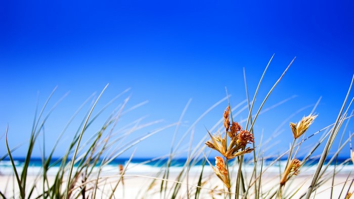 Beach Grass and Blue Sky