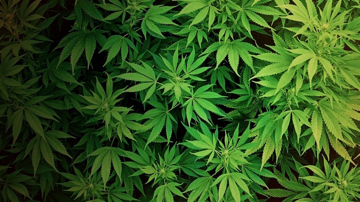 Marijuana Plants