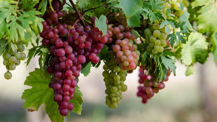 Red and green grapes on a vine