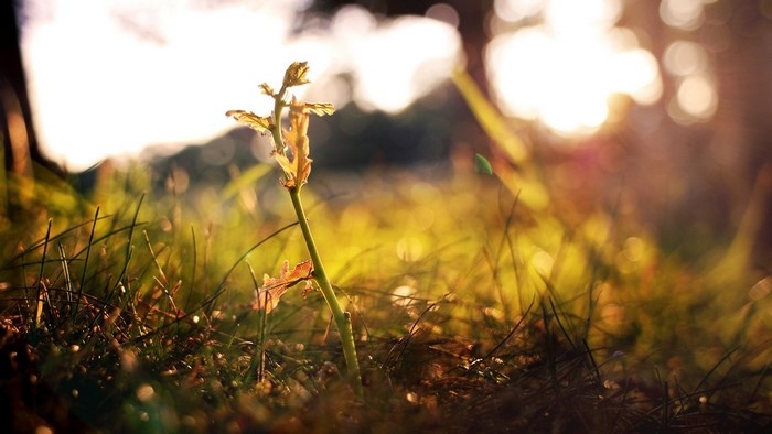 A dying plant in the grass with a blurred background