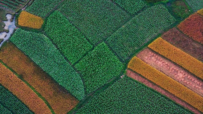 Aerial view of agricultural fields with different crops