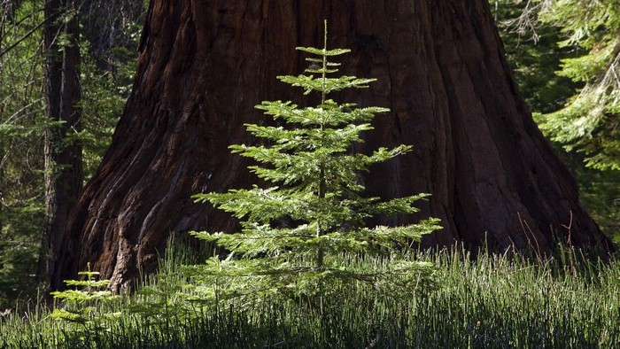 Young Pine Tree in front of Giant Redwood Tree