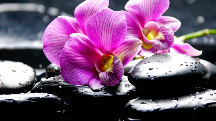 Pink Orchids on Wet Black Stones