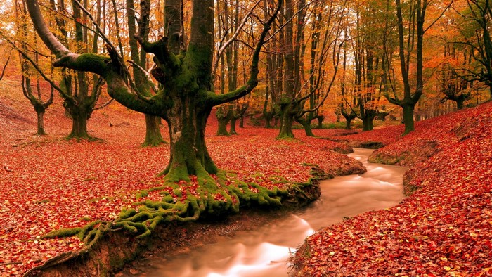 Autumn forest with a stream and fallen leaves