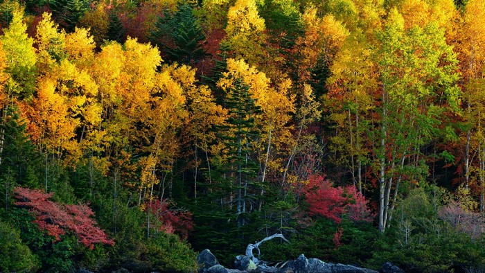 Colorful Autumn Forest with Rocks