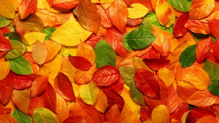 Fall Leaves in Various Colors