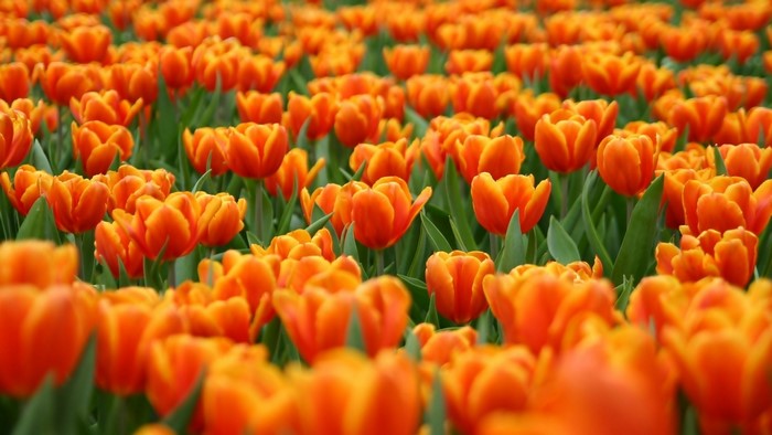 Field of Orange and Yellow Tulips