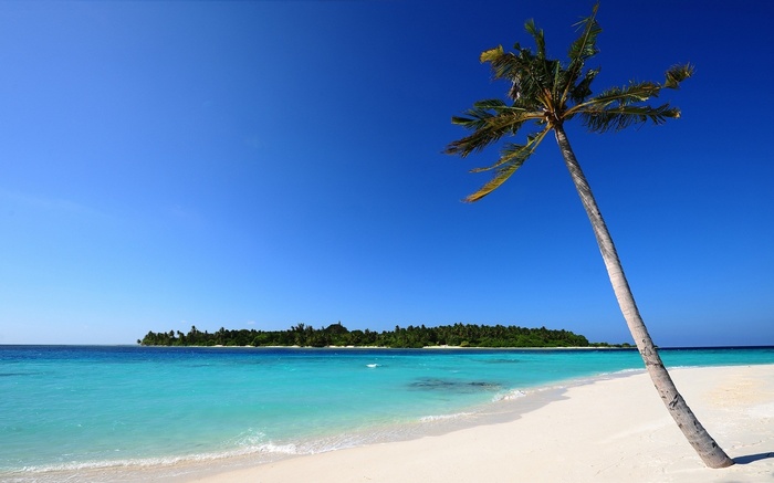 Tropical beach with palm tree and island