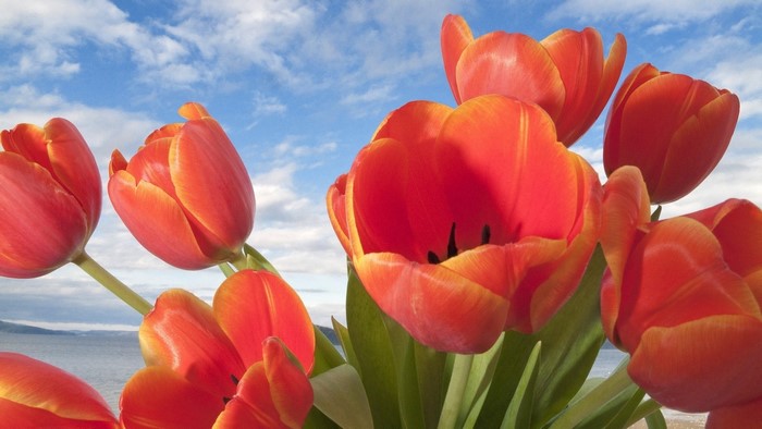 Orange Tulips Against a Cloudy Sky