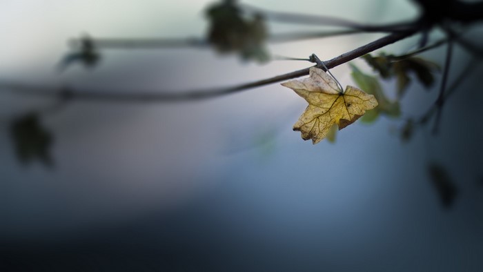 Dry Autumn Leaf on a Branch